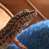 questinglizard